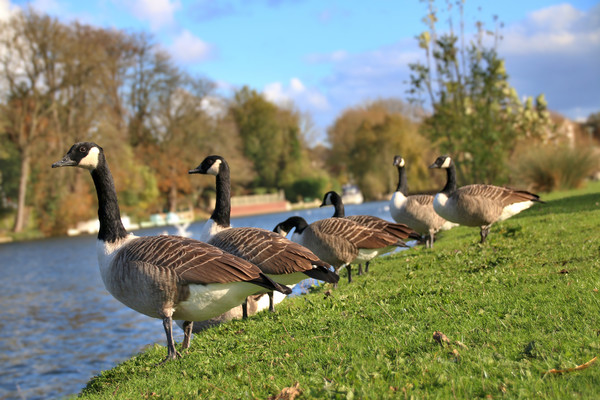 Canada Geese by the river thames Picture Board by Simon Marlow