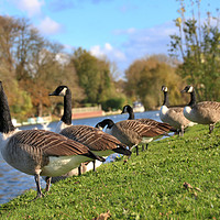 Buy canvas prints of Canada Geese by the river thames by Simon Marlow