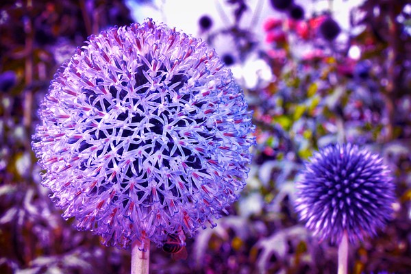 Beautiful Globe Thistle Flowers Picture Board by Simon Marlow