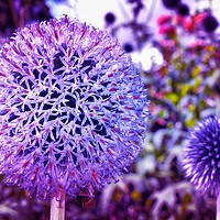Buy canvas prints of Beautiful Globe Thistle Flowers by Simon Marlow