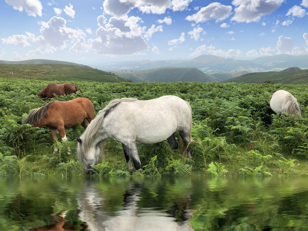 Majestic Wild Ponies Roam Free Picture Board by Simon Marlow