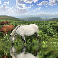 Buy canvas prints of Majestic Wild Ponies Roam Free by Simon Marlow