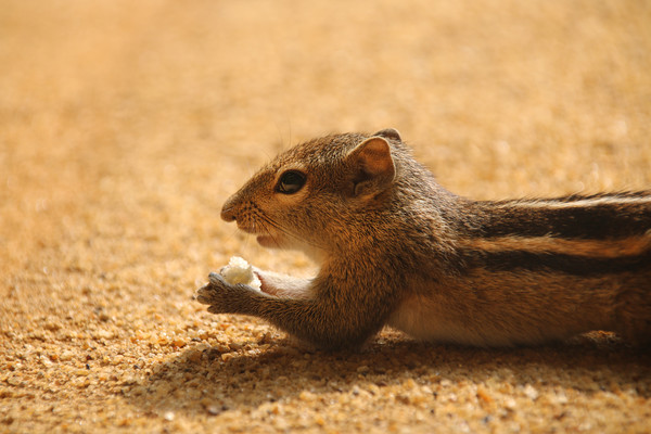 Indian Palm Squirrel, Sri Lanka Picture Board by Simon Marlow