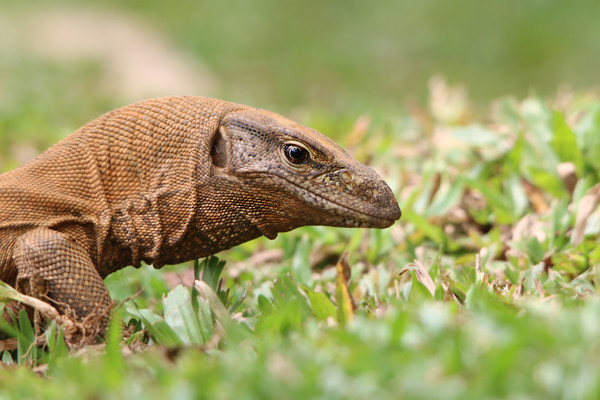 Majestic Monitor Lizard in Sri Lanka Picture Board by Simon Marlow