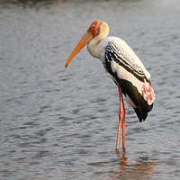 Buy canvas prints of Painted Stork, Yala National Park, Sri Lanka by Simon Marlow