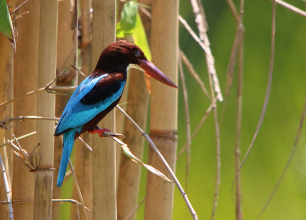 Majestic WhiteThroated Kingfisher Picture Board by Simon Marlow