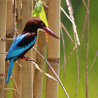 Buy canvas prints of Majestic WhiteThroated Kingfisher by Simon Marlow