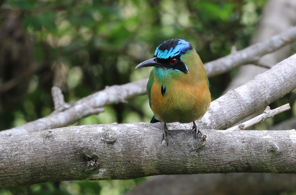 Majestic Blue Jewel of Monteverde Picture Board by Simon Marlow