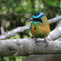 Buy canvas prints of Majestic Blue Jewel of Monteverde by Simon Marlow