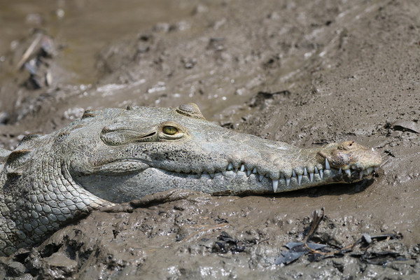 Wild Alligator resting in Costa Rica Picture Board by Simon Marlow