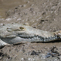 Buy canvas prints of Wild Alligator resting in Costa Rica by Simon Marlow