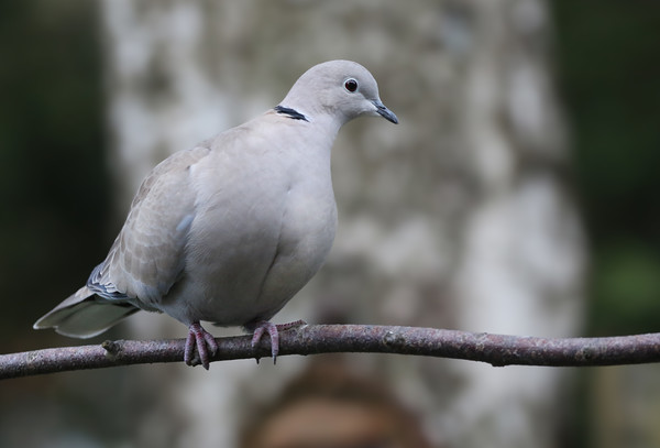 Collared Dove on a branch Picture Board by Simon Marlow