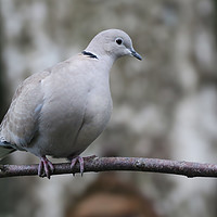 Buy canvas prints of Collared Dove on a branch by Simon Marlow
