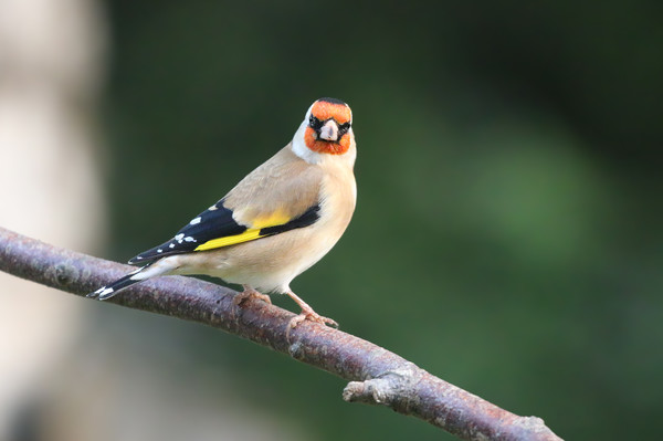 The colourful Goldfinch Picture Board by Simon Marlow