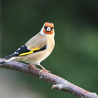 Buy canvas prints of The colourful Goldfinch by Simon Marlow