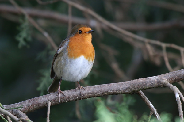 Robin Redbreast sitting on a branch Picture Board by Simon Marlow