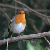 Buy canvas prints of Robin Redbreast sitting on a branch by Simon Marlow