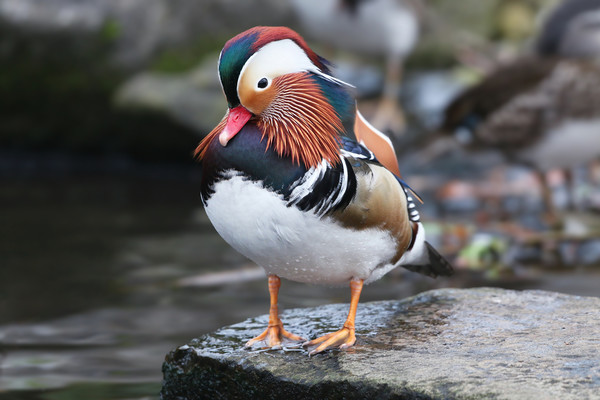 The beautiful colours of the male Mandarin Duck Picture Board by Simon Marlow