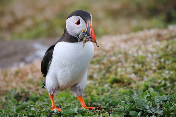 Colourful Atlantic Puffin Feeding Its Chicks Picture Board by Simon Marlow