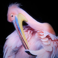 Buy canvas prints of Pink Backed Pelican preening itself by Simon Marlow