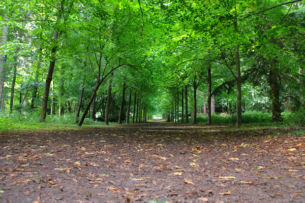 Majestic Pathway Through Lush Trees Picture Board by Simon Marlow