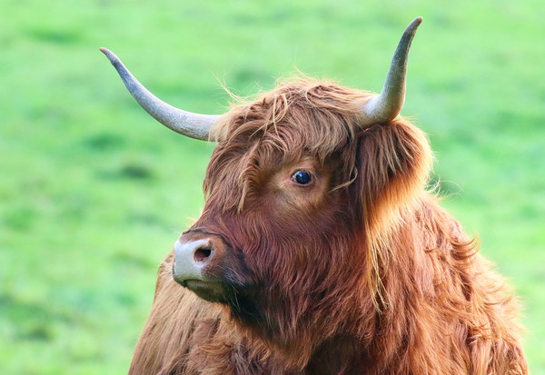 Highland Cow looking from the side Picture Board by Simon Marlow