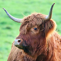 Buy canvas prints of Highland Cow looking from the side by Simon Marlow