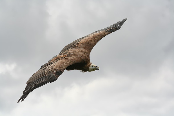 Large Griffin Vulture in flight Picture Board by Simon Marlow
