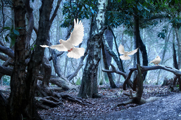 Doves in the dark forest Picture Board by Simon Marlow