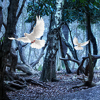 Buy canvas prints of Doves in the dark forest by Simon Marlow