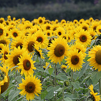 Buy canvas prints of Beautiful display of summer sunflowers by Simon Marlow