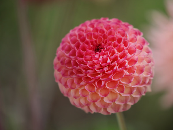 Vibrant Beauty of Dahlia Flower Picture Board by Simon Marlow