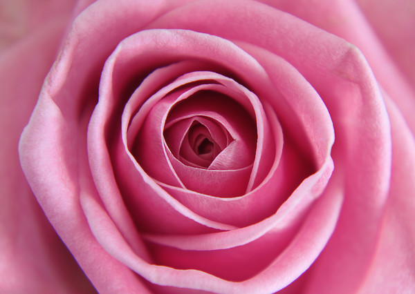 Close up of a Pink Rose Picture Board by Simon Marlow