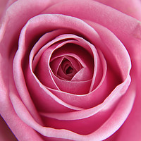 Buy canvas prints of Close up of a Pink Rose by Simon Marlow