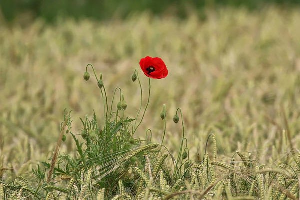 Vibrant Poppy in a Serene Field Picture Board by Simon Marlow