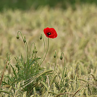 Buy canvas prints of Vibrant Poppy in a Serene Field by Simon Marlow