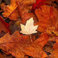 Buy canvas prints of Autumn Leaves on the ground by Simon Marlow