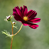 Buy canvas prints of Beautiful single cosmos flower by Simon Marlow
