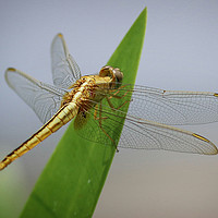 Buy canvas prints of Beautiful Dragonfly from Vietnam by Simon Marlow