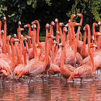 Buy canvas prints of A Flamboyance of Flamingos by Simon Marlow