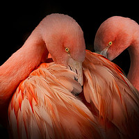 Buy canvas prints of A pair of Flamingos against a dark background by Simon Marlow