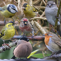Buy canvas prints of Symphony of British Garden Birds by Simon Marlow