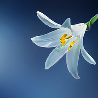 Buy canvas prints of Single Lily against a striking background by Simon Marlow