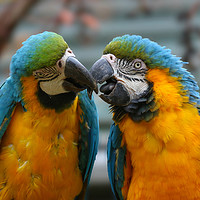 Buy canvas prints of A pair of kissing Macaws by Simon Marlow