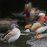 Buy canvas prints of Male and Female Mandarin Ducks by Simon Marlow