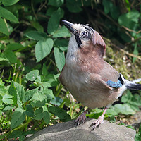 Buy canvas prints of Jay looking up by Simon Marlow