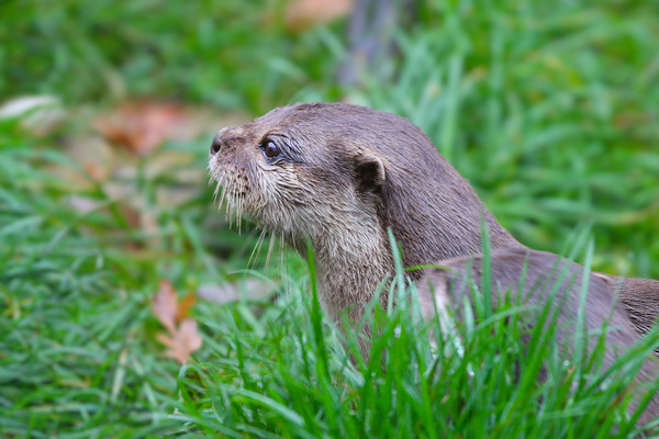 Portrait on an Otter in the grass Picture Board by Simon Marlow