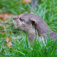 Buy canvas prints of Portrait on an Otter in the grass by Simon Marlow
