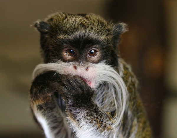Young Emperor Tamarin Monkey Picture Board by Simon Marlow