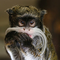 Buy canvas prints of Young Emperor Tamarin Monkey by Simon Marlow